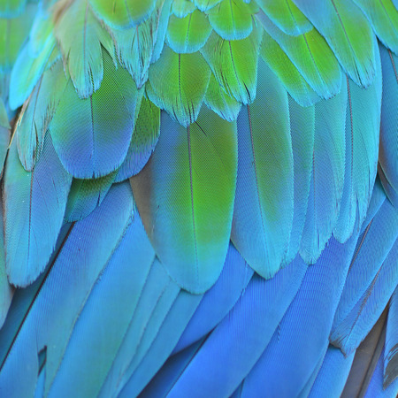 Scarlet Macaw feathers background texture