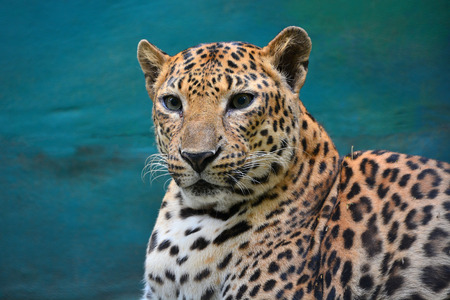 Leopard portraitの写真素材