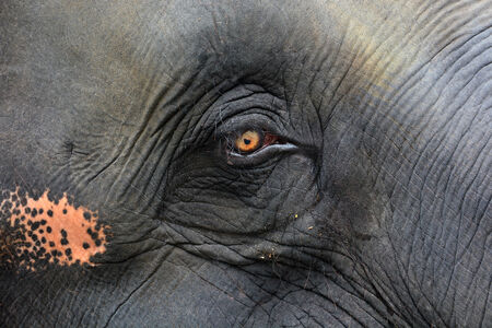Elephant eye detail closeupの写真素材