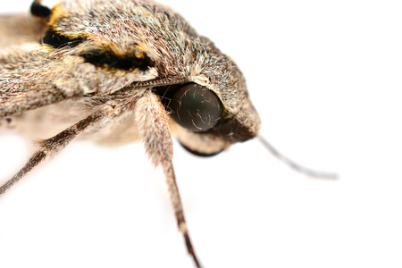 Dark-bordered Hawkmoth, Psilogramma incretum eye closeup isolated on white background