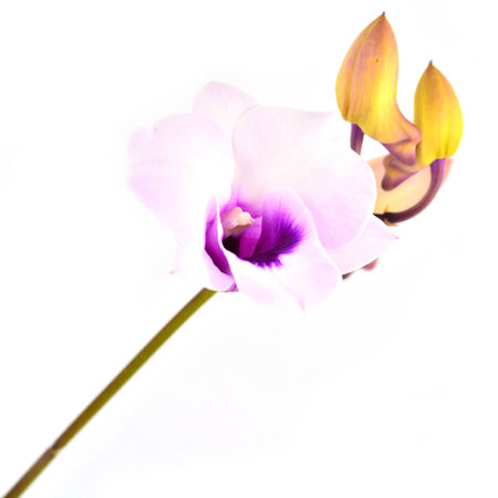 Purple orchid isolated on whiteの写真素材
