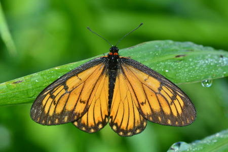 Beautiful yellow butterfly (Acraea issoria, Yellow Coster) on green leaves.の写真素材