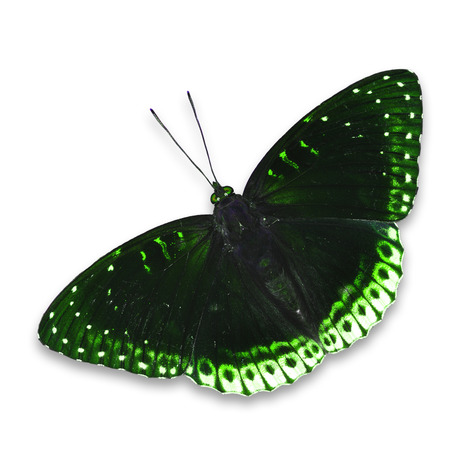Beautiful green butterfly isolated on white backgroundの写真素材