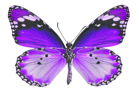 Beautifu purple butterfly isolated on white backgroundの写真素材