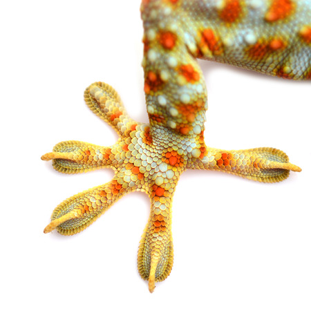 Macro of the foot and tail of a gecko isolated on white backgroundの写真素材