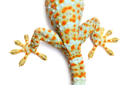 Macro of the foot and tail of a gecko isolated on white backgroundの写真素材
