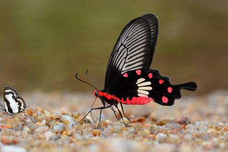 Common Rose Butterfly (Pachliopta aristolochiae) eating mineral on the salt marshの写真素材