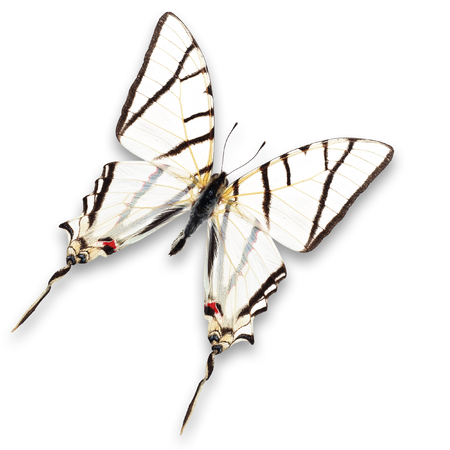 Beautiful white butterfly isolated on white backgroundの写真素材