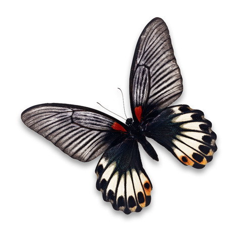 Beautiful black and white butterfly (Great Mormon, Papilio memnon) isolated on white background.の写真素材