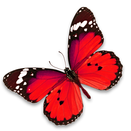 Beautiful red butterfly isolated on white backgroundの写真素材