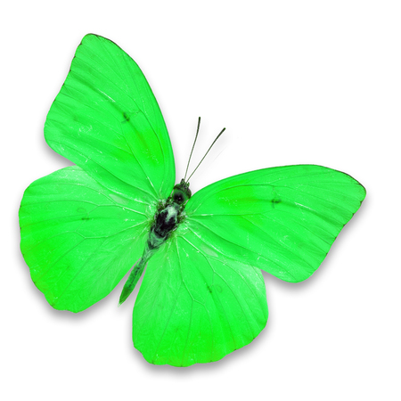 Beautiful green butterfly isolated on white backgroundの写真素材