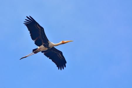 Painted Stork bird (Mycteria leucocephala) flying on blue sky background