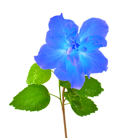 Blue hibiscus flower isolated on white backgroundの写真素材