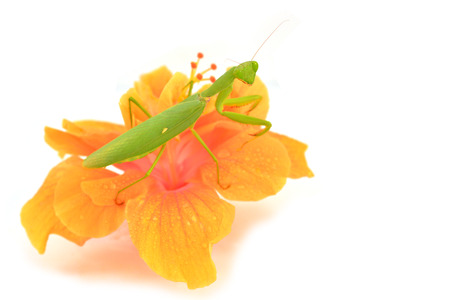 Green mantis on flower isolated on a white background