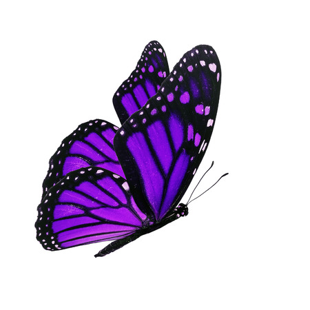 Beautiful purple butterfly flying isolated on white backgroundの写真素材