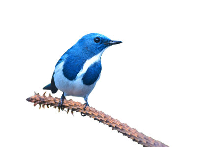 Beautiful colorful bird (Ultramarine flycatcher) perching on a branch on white backgroundの写真素材