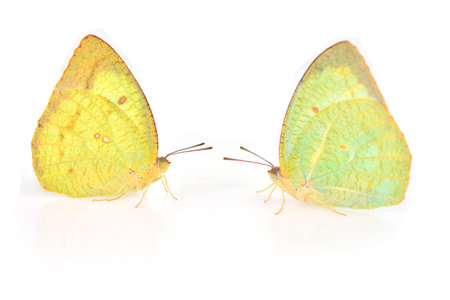 Butterfly species Catopsilia pomona "Lemon Emigrant" isolated on white backgroundの写真素材