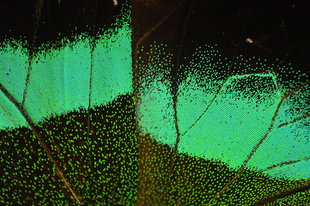 Macro close up of green Butterfly Wing