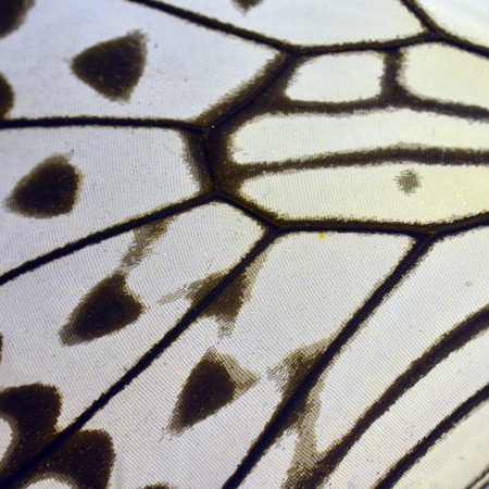 Macro close up of white Butterfly Wingの写真素材