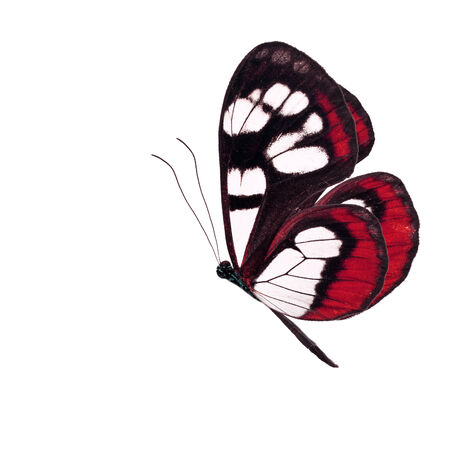 Beautiful red butterfly flying isolated on white background