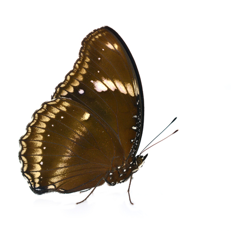Beautiful brown butterfly (Great Eggfly, Hypolimnas bolina) isolated on white backgroundの写真素材