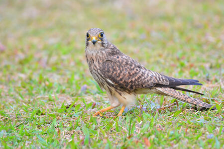 Common Kestrel (Falco tinnunculus) bird catching insects.の写真素材