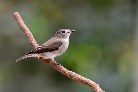 Asian brown flycatcher bird, Perching on the branchの写真素材
