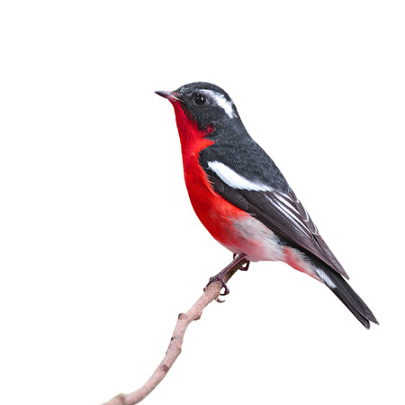 Beautiful colorful bird perching the branch, isolated white backgroundの写真素材