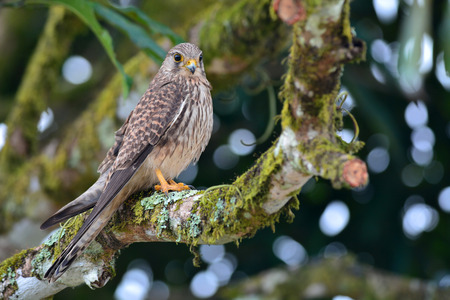 Common Kestrel standing on a tree branchの写真素材