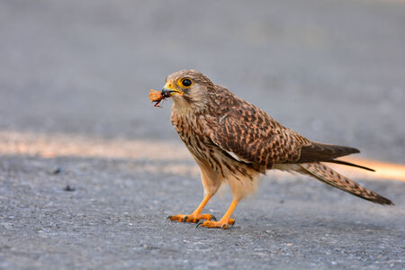 Common Kestrel  (Falco tinnunculus) bird catching insects.の写真素材