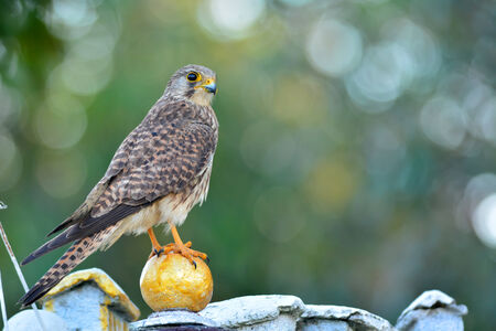 Common Kestrel (Falco tinnunculus) bird.の写真素材