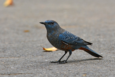 beautiful male blue rock thrush bird (Monticola solitarius).の写真素材