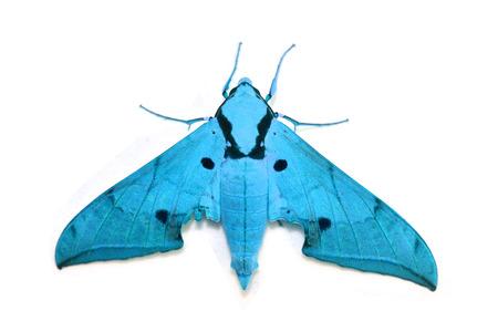 Beautiful blue hawkmoth isolated on white backgroundの写真素材