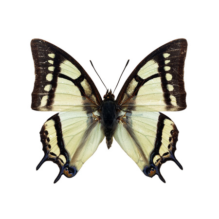 Beautiful white butterfly isolated on white backgroundの写真素材