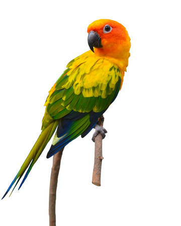 Beautiful Sun Conure bird perching on a branch isolated on white background.