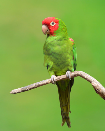 Portrait of red and green conure parrot (red marked conure, aratinga erythrogenys)の写真素材