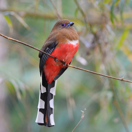 Beautiful female of Red-headed Trogon bird (Harpactes erythrocephalus) perching on a branchの写真素材