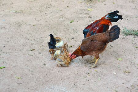 hen, family, chicken, chick from countrysideの写真素材