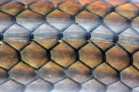 snakeskin for background or textureの写真素材