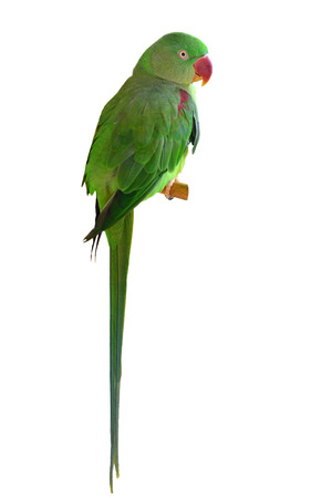 Closeup Female Alexandrine Parakeet bird isolated on white backgroudの写真素材