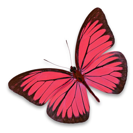 Beautiful red butterfly isolated on white backgroundの写真素材