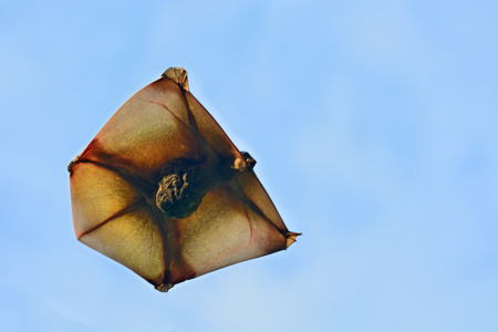 Flying Lemur (Galeopterus variegatus) flyingの写真素材