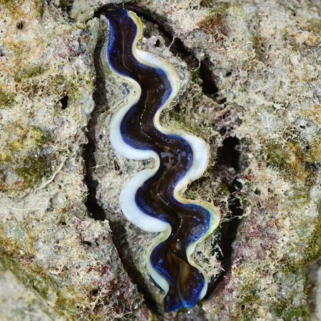 Closeup of a giant clam on tropical coral reef for background or textureの写真素材