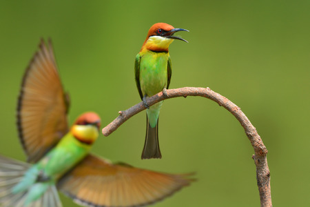Couple of Chestnut-headed Bee-eater (Merops leschenaulti) Bird perching on a branch