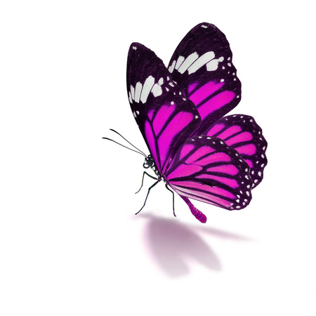 Beautiful colorful butterfly isolated on white background.の写真素材