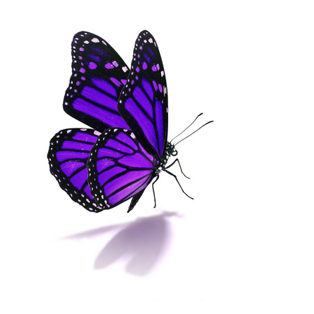 Beautiful purple butterfly isolated on white backgroundの写真素材