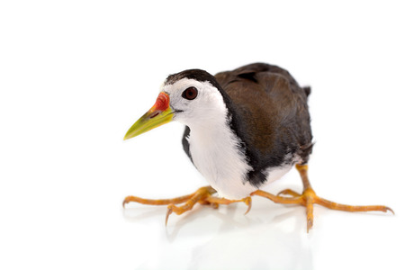 White-breasted Waterhen (Amaurornis phoenicurus) bird isolated on white backgroundの写真素材