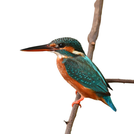 A female Common Kingfisher is perching on a branch.(Alcedo atthis), white backgroundの写真素材