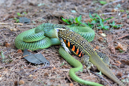 The Golden Tree Snake (Chrysopelea ornata) is eating Butterfly lizardの写真素材