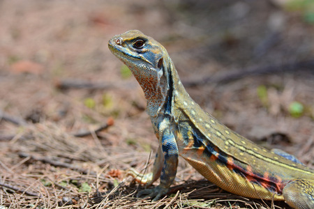 butterfly lizard (Leiolepis belliana), or simply butterfly lizard, is a widespread species native to Asiaの写真素材